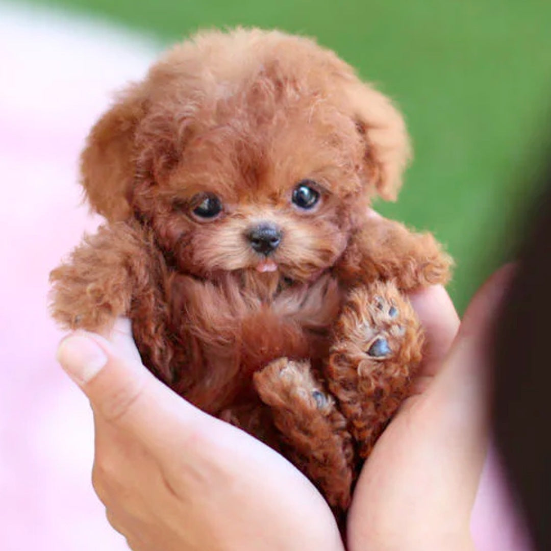 Robot Puppy Short Plush Doll Music Sound 16cm White Brown